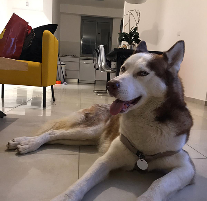 Siberian Husky