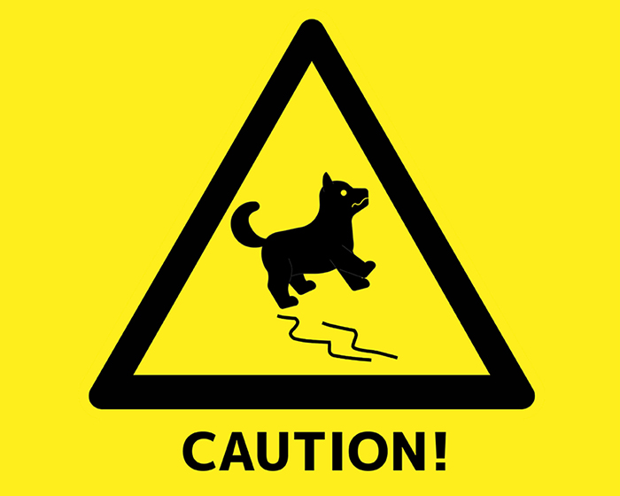 a dog sliding on a slippery floor