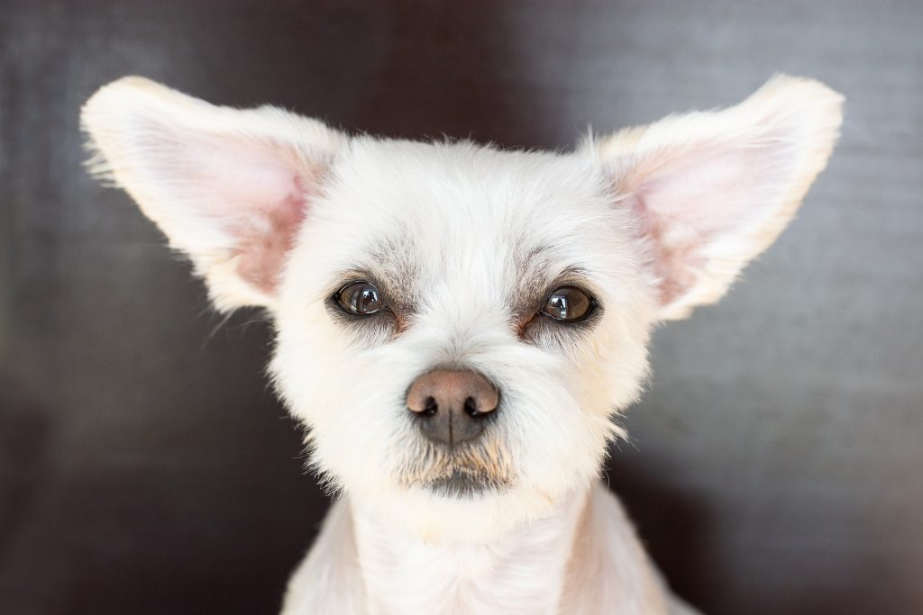 a dog with big ears