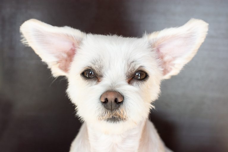 a dog with big ears