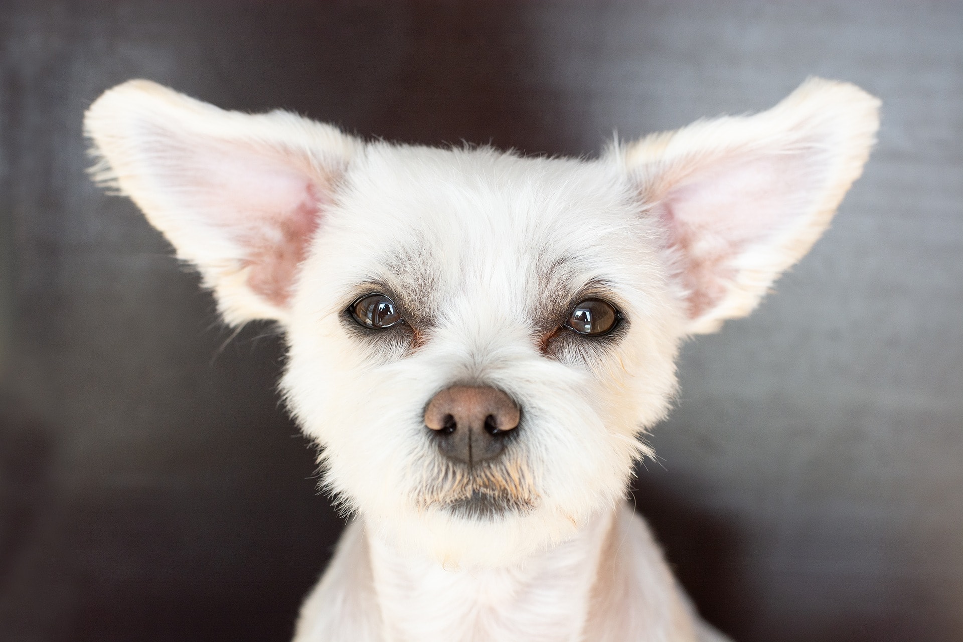 a dog with big ears