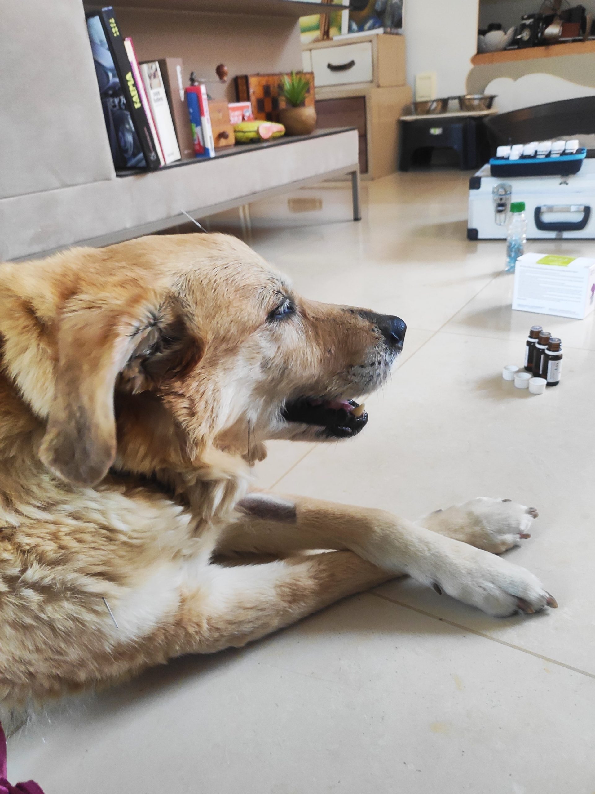 a relaxed dog