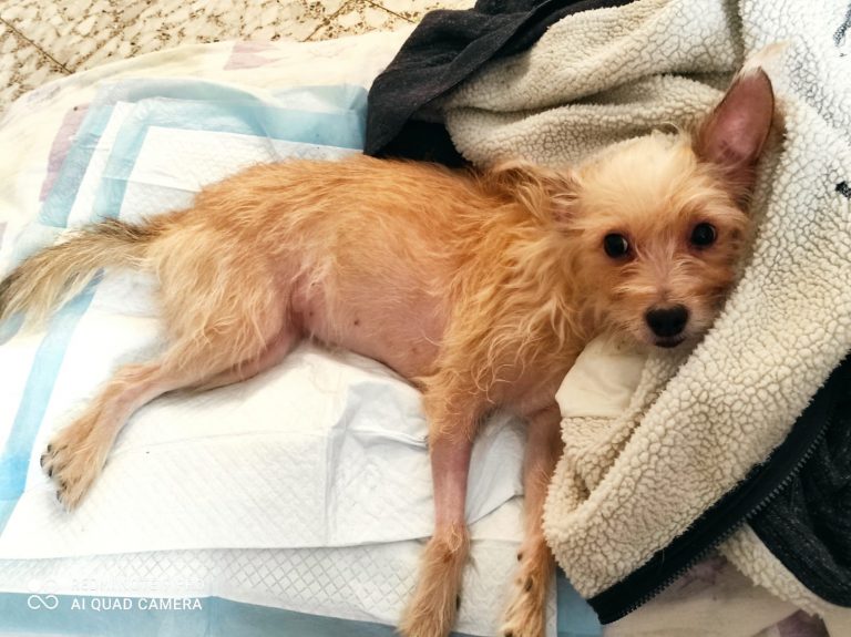 a dog paralised with polyradiculoneuritis