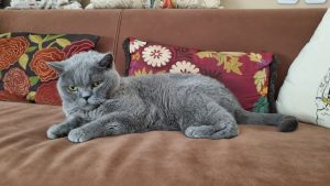 marley the cat