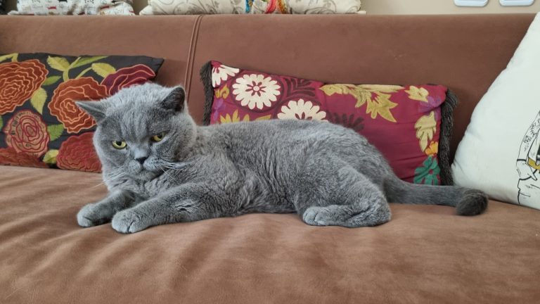 marley the cat