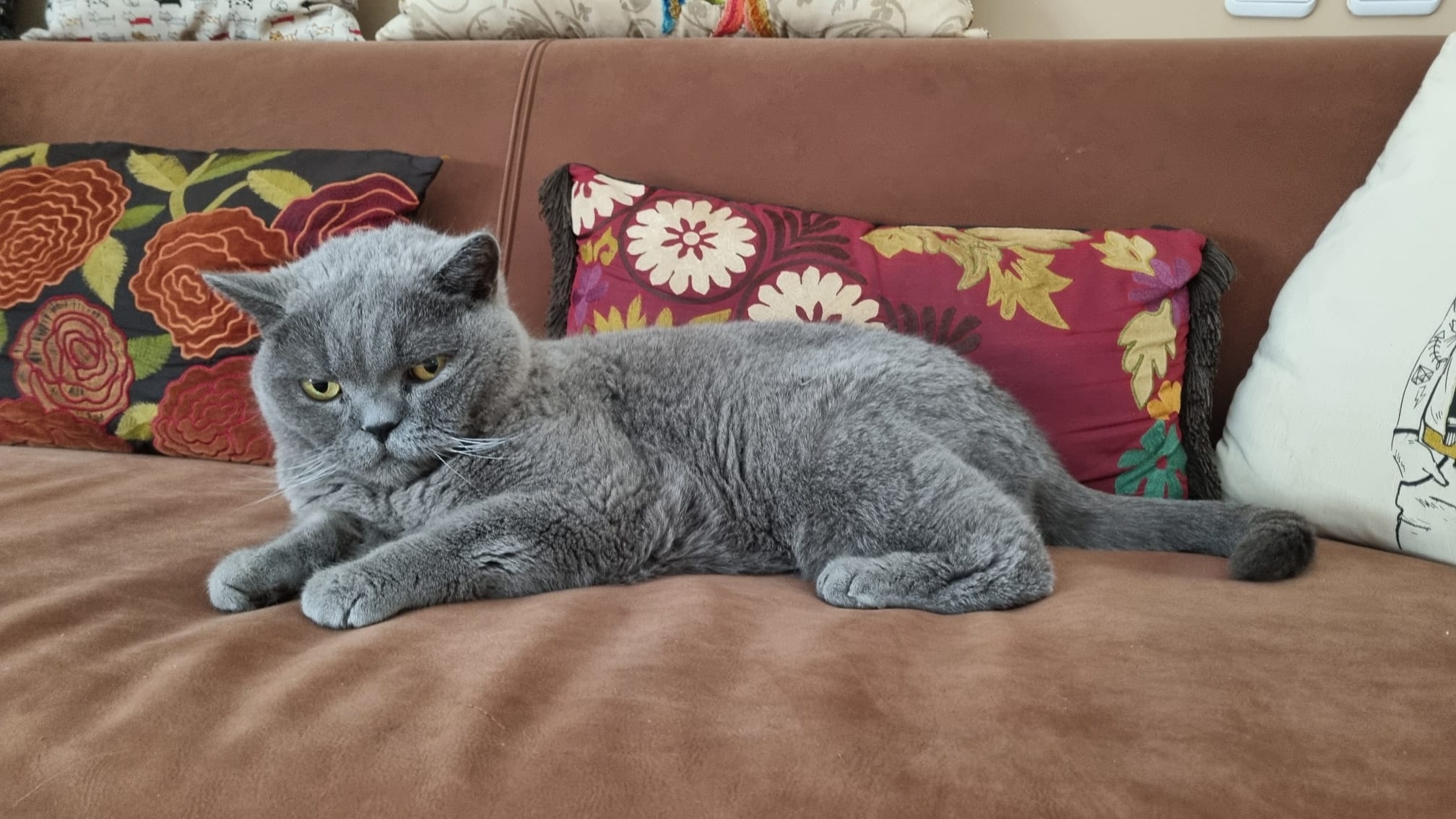 marley the cat