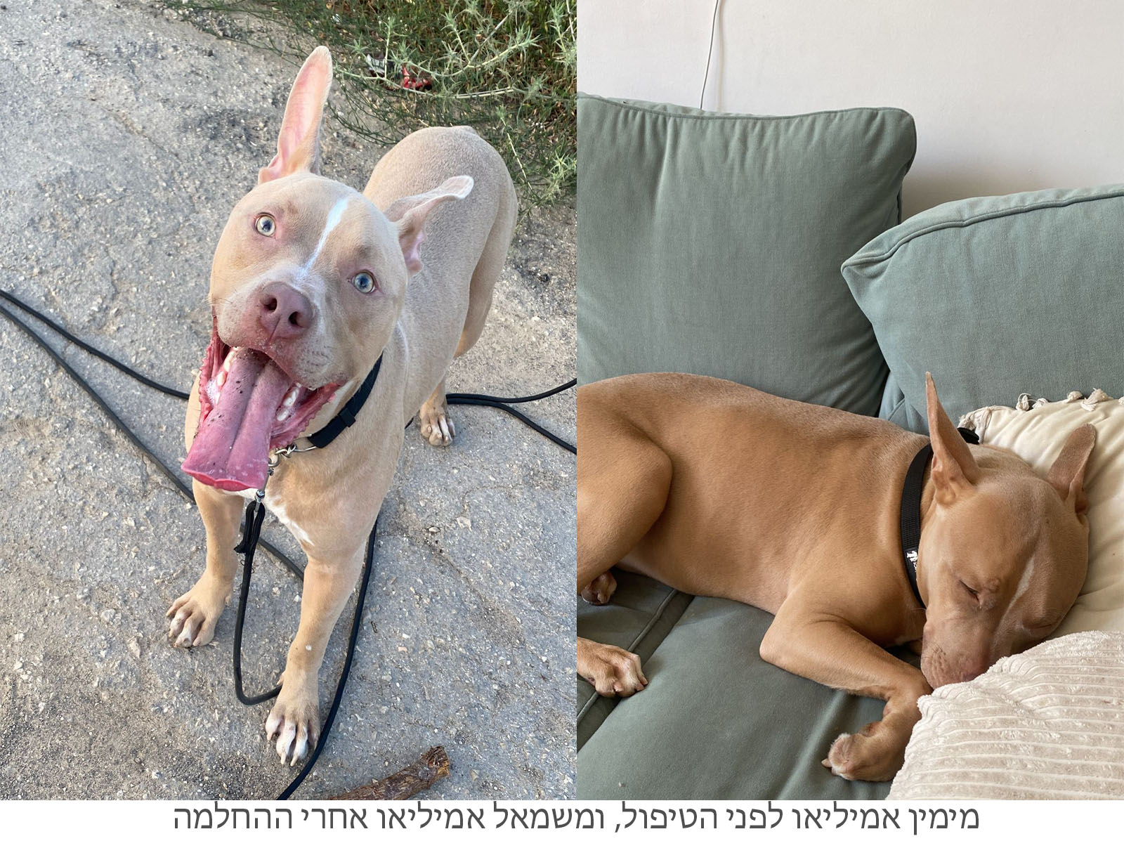 emilio the pitbull before and after the treatment